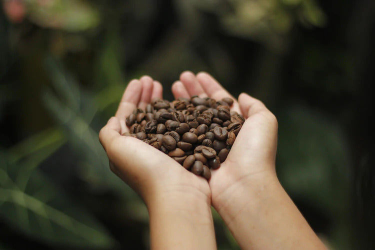 4 Types of Coffee Beans – Part 1